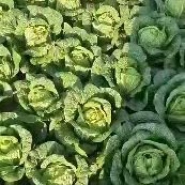 大白菜