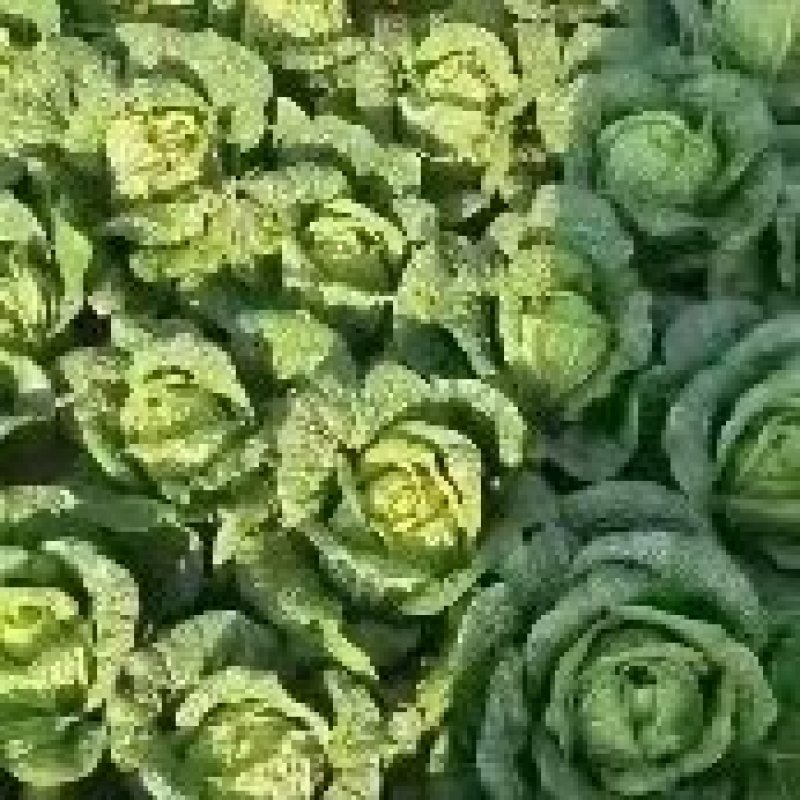 大白菜