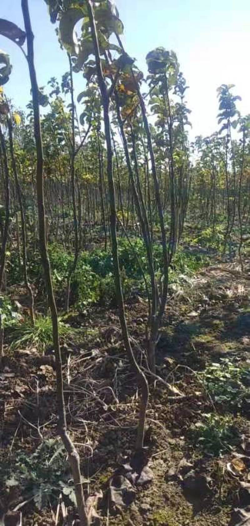 梨树苗秋月梨树苗黄金梨树苗桃树苗包教技术，代收购果子。