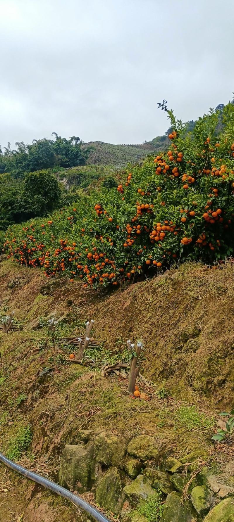 云南玉溪新平红橘沾木沃柑苗营养袋苗