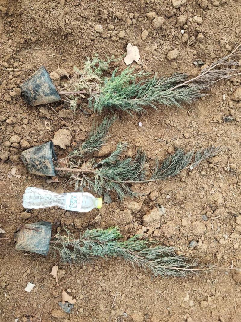 沙地柏优质沙地柏大量上市基地直发欢迎实地看货