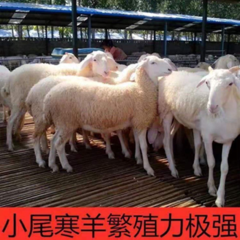 纯种小尾寒羊活羊羊羔绵羊母羊怀孕母羊小羊货苗原种纯种