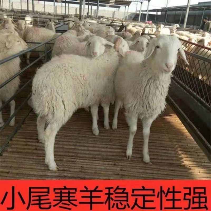纯种小尾寒羊活羊羊羔绵羊母羊怀孕母羊小羊货苗原种纯种
