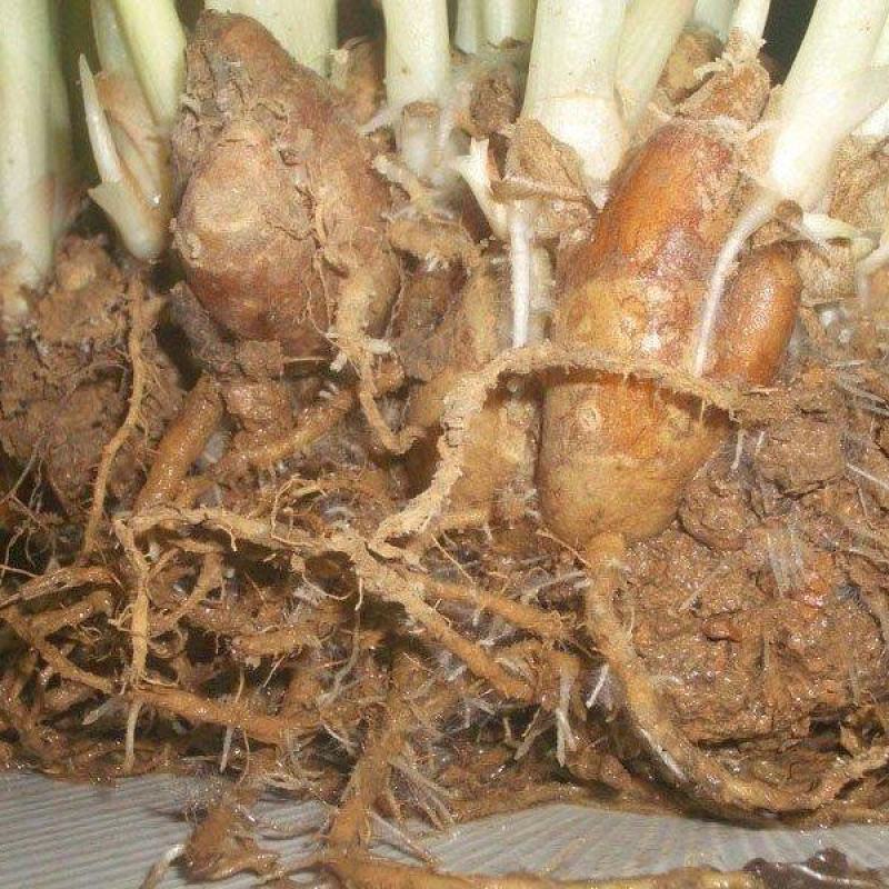 沙姜