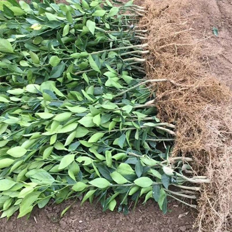 新品种玫瑰香橙树苗玫瑰血橙苗橙子苗万州玫瑰香橙当年结果