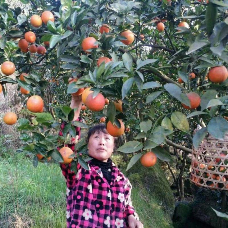 新品种玫瑰香橙树苗玫瑰血橙苗橙子苗万州玫瑰香橙当年结果