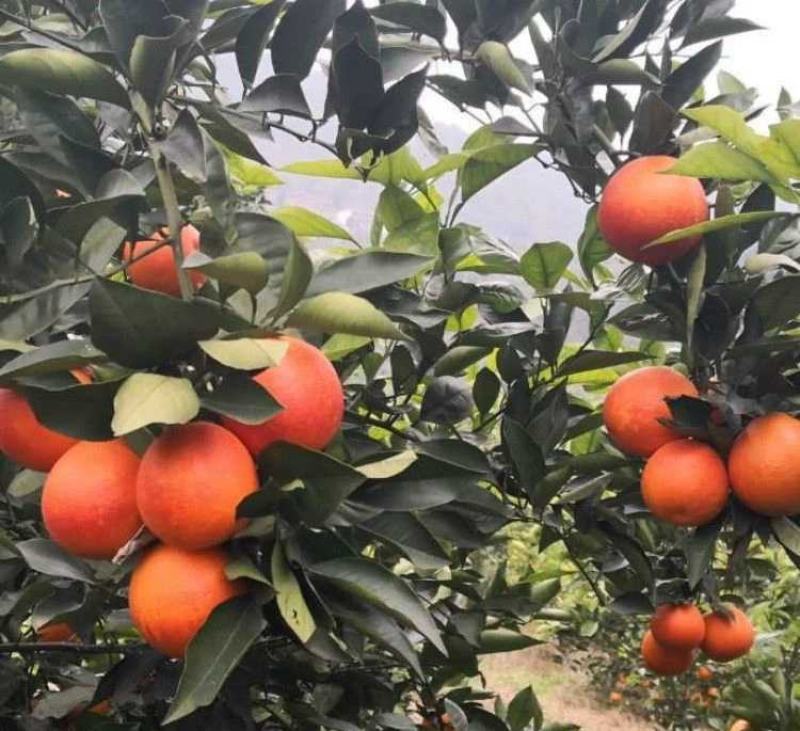 新品种玫瑰香橙树苗玫瑰血橙苗橙子苗万州玫瑰香橙当年结果