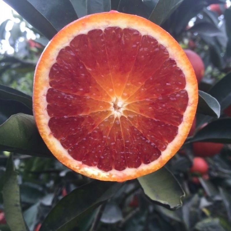 新品种玫瑰香橙树苗玫瑰血橙苗橙子苗万州玫瑰香橙当年结果