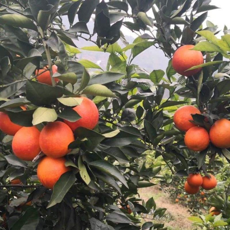 新品种玫瑰香橙树苗玫瑰血橙苗橙子苗万州玫瑰香橙当年结果