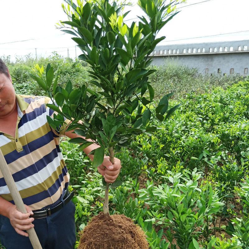 新品种玫瑰香橙树苗玫瑰血橙苗橙子苗万州玫瑰香橙当年结果