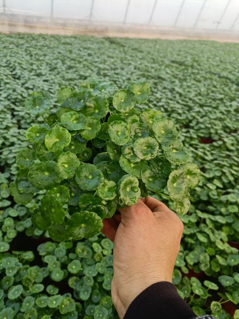 铜钱草优质铜钱草地被观叶植物量大可优惠