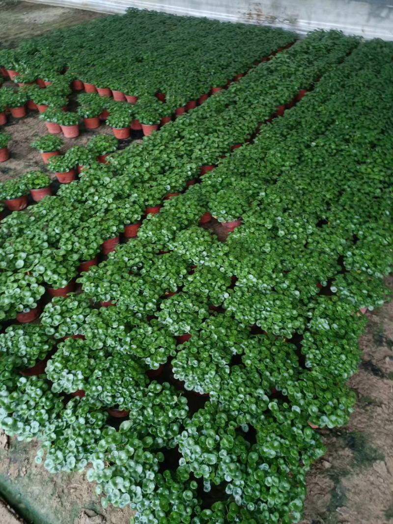 铜钱草优质铜钱草地被观叶植物量大可优惠