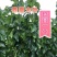 【精选好货】养蚕嫁接桑树苗，农桑14号，强桑大叶桑树苗