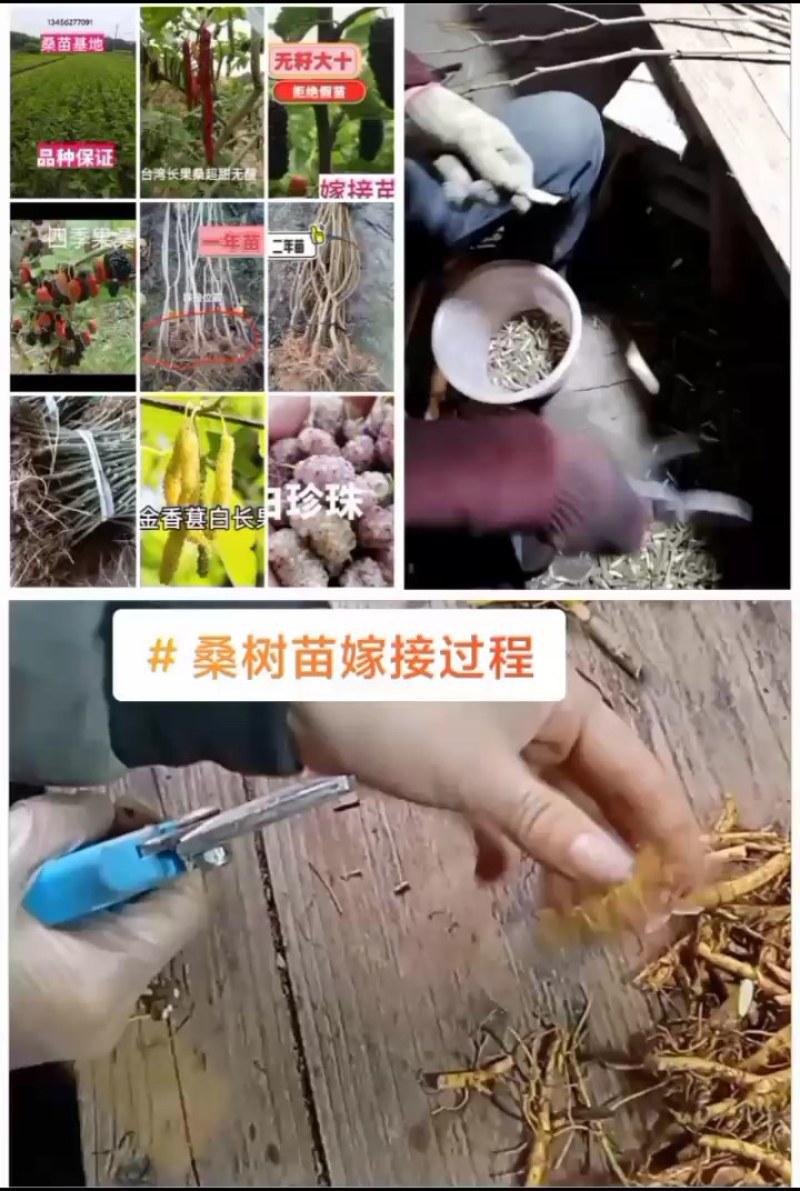 当年挂果2年小树无籽大十台湾长果白长果桑四季果桑