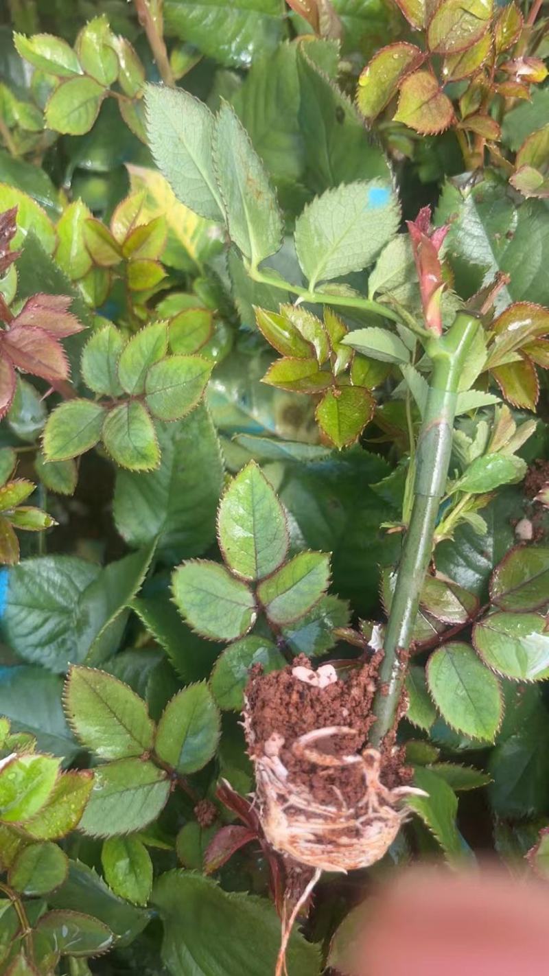 玫瑰袋装嫁接苗裸根嫁接苗本基地自家种植品种齐全