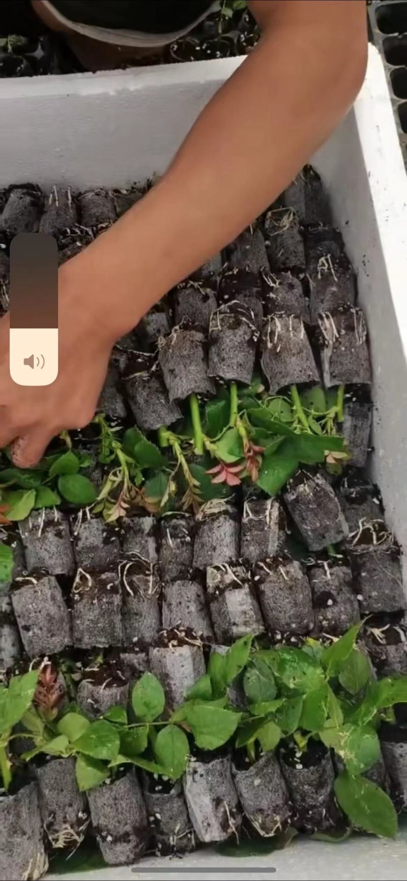 玫瑰袋装嫁接苗裸根嫁接苗本基地自家种植品种齐全