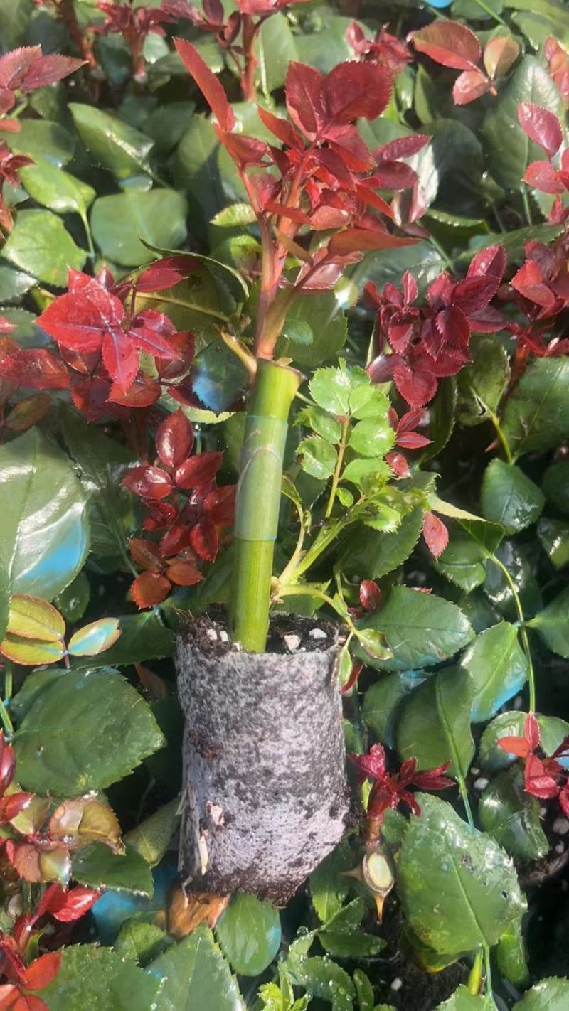 玫瑰袋装嫁接苗裸根嫁接苗本基地自家种植品种齐全