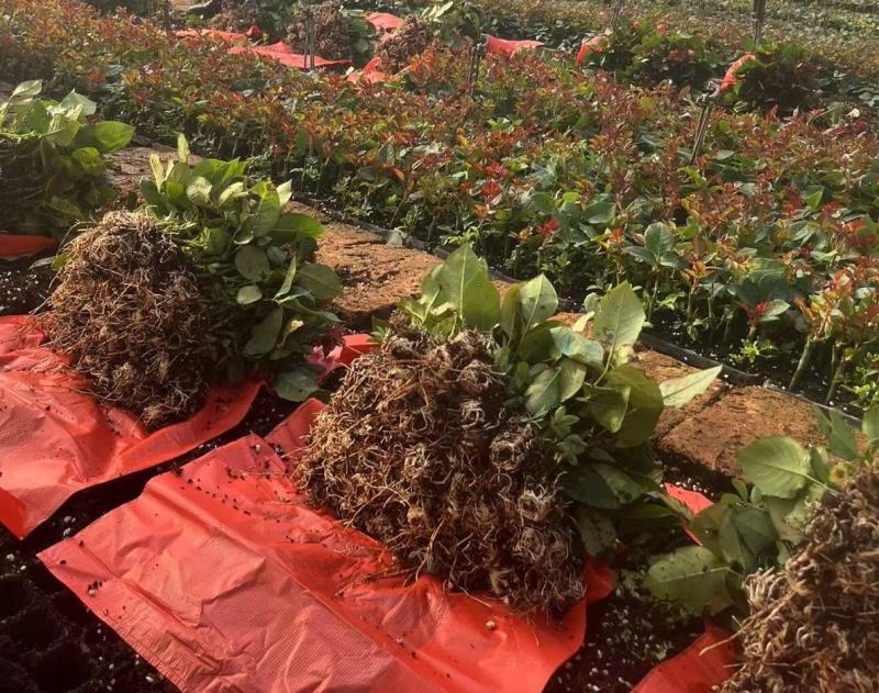 玫瑰袋装嫁接苗裸根嫁接苗本基地自家种植品种齐全