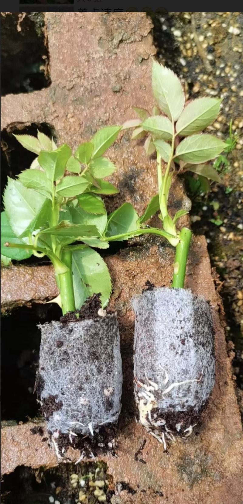 玫瑰普通水苗袋装苗品种齐全