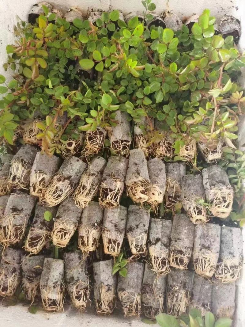玫瑰普通水苗袋装苗品种齐全