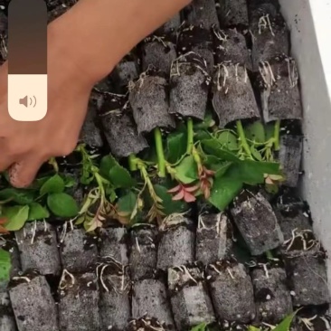 玫瑰普通水苗袋装苗品种齐全