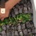 玫瑰普通水苗袋装苗品种齐全