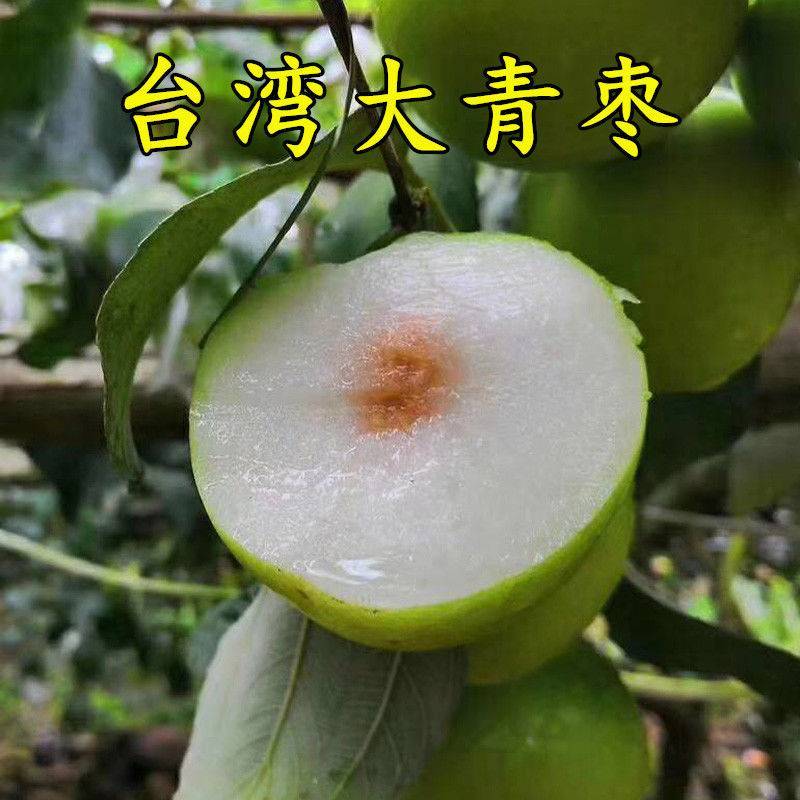台湾大青枣脆甜多汁口感好合适南北方地区种植庭院前后院都可