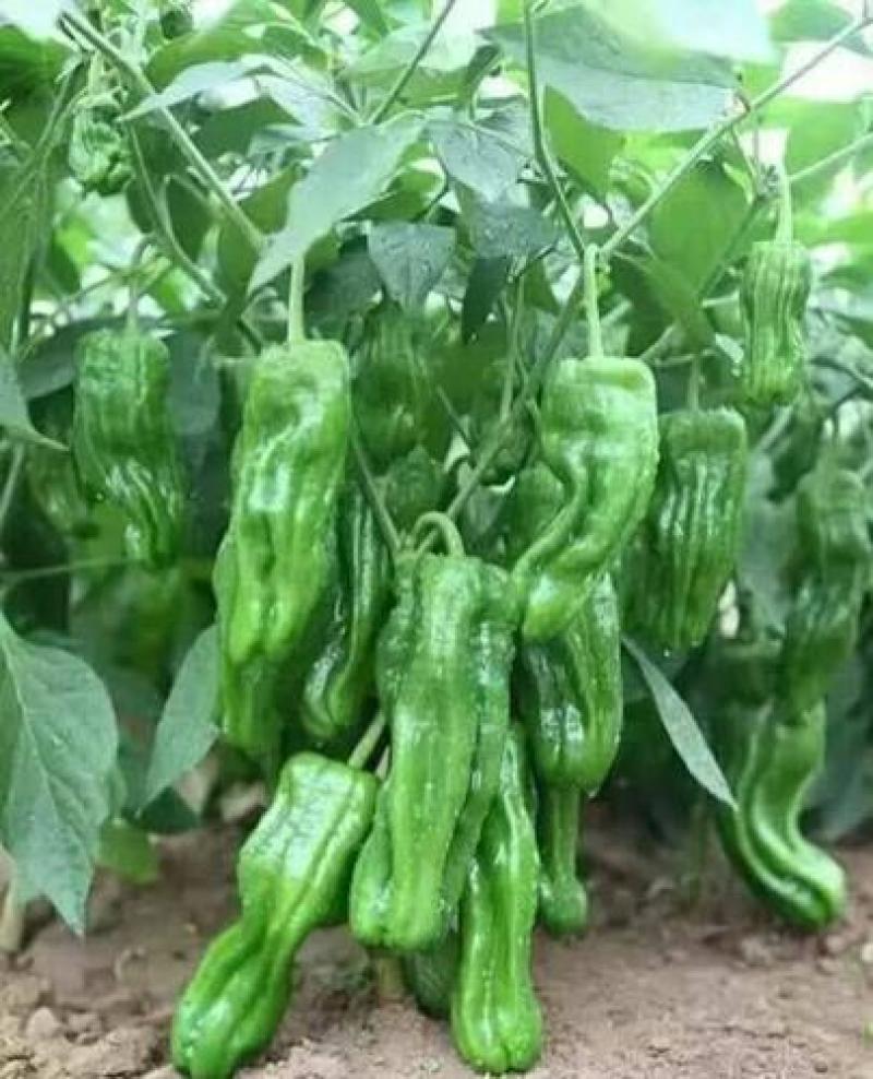 辣椒苗，二荆条辣椒苗，薄皮菜海椒苗；上市了