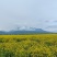 青海油菜花粉(青海高原油菜花粉)高海拔，无污染，纯粉。