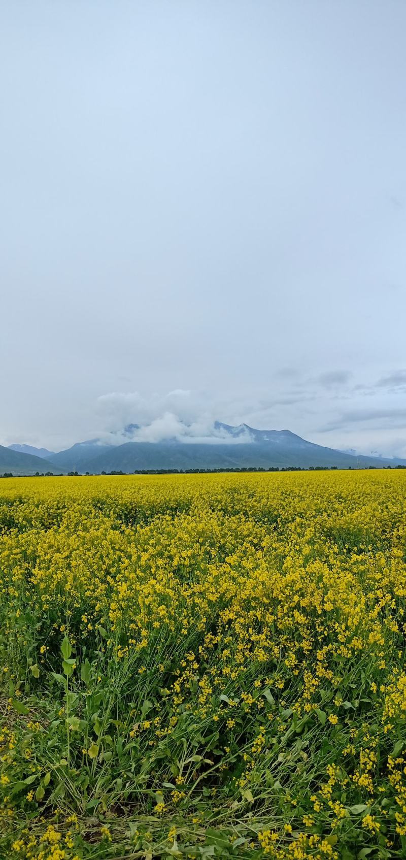 青海油菜花粉(青海高原油菜花粉)高海拔，无污染，纯粉。