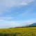 青海油菜花粉(青海高原油菜花粉)高海拔，无污染，纯粉。
