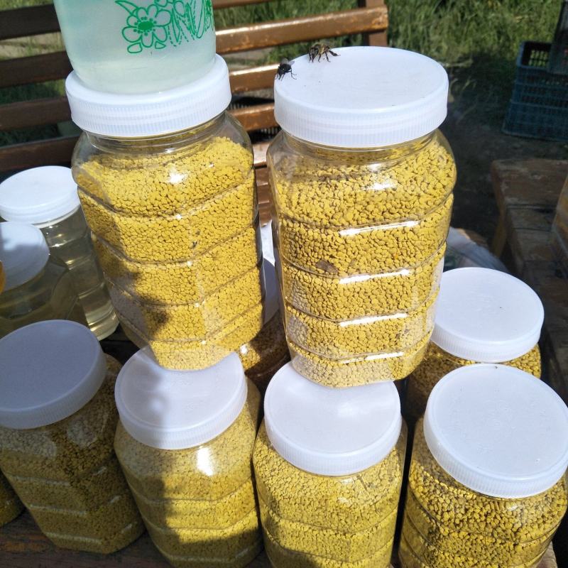 青海油菜花粉(青海高原油菜花粉)高海拔，无污染，纯粉。