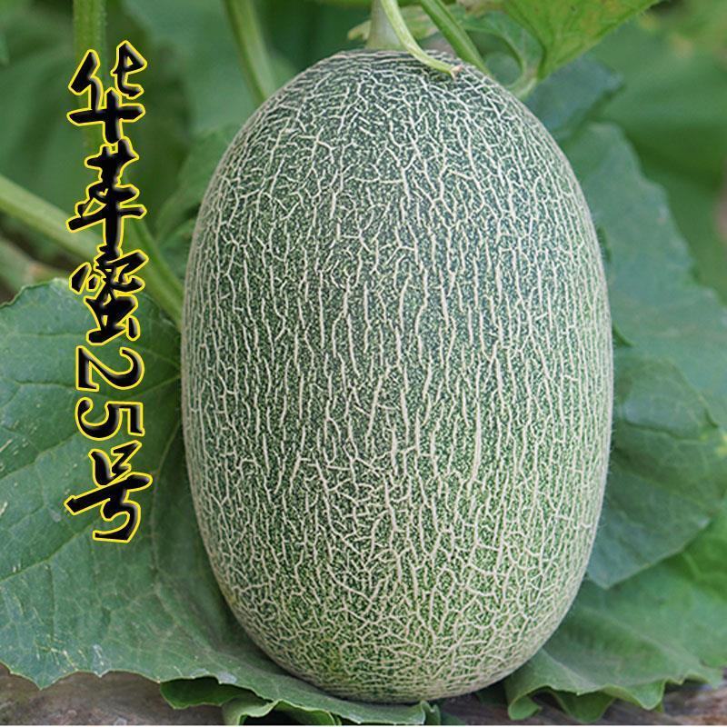 华萃蜜25号丰产脆爽多汁大田基地用种蔬