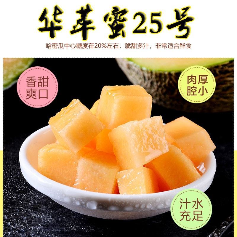 华萃蜜25号丰产脆爽多汁大田基地用种蔬