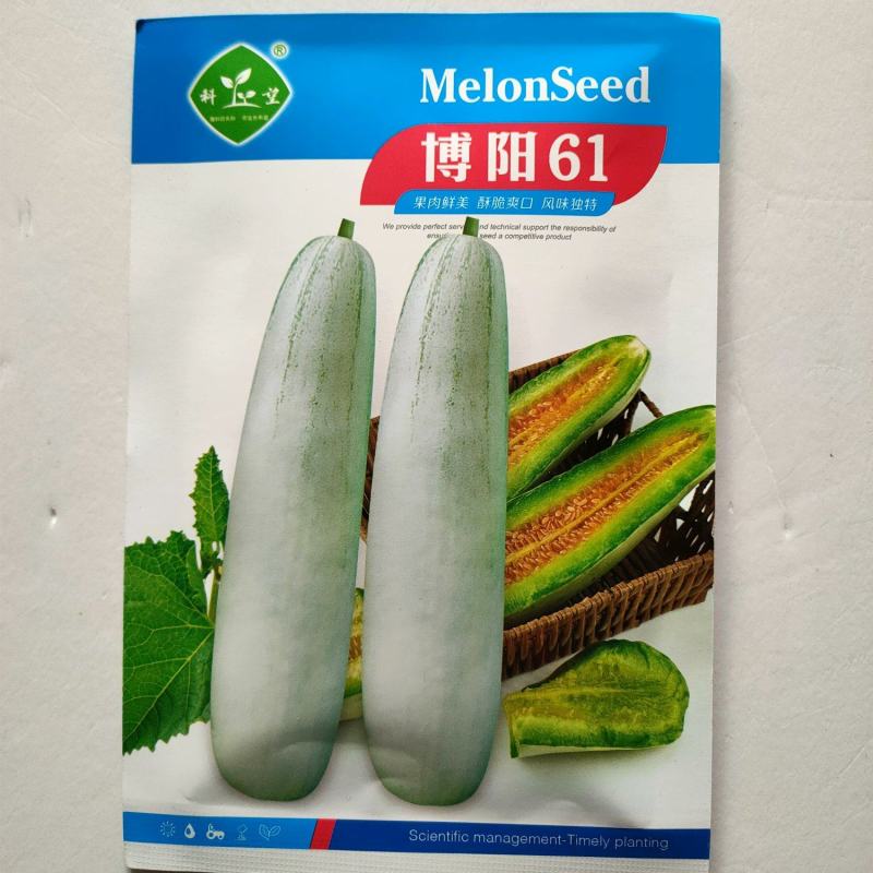 博阳61甜瓜种子羊角脆羊角蜜薄皮甜脆杂交种子春秋种甜瓜