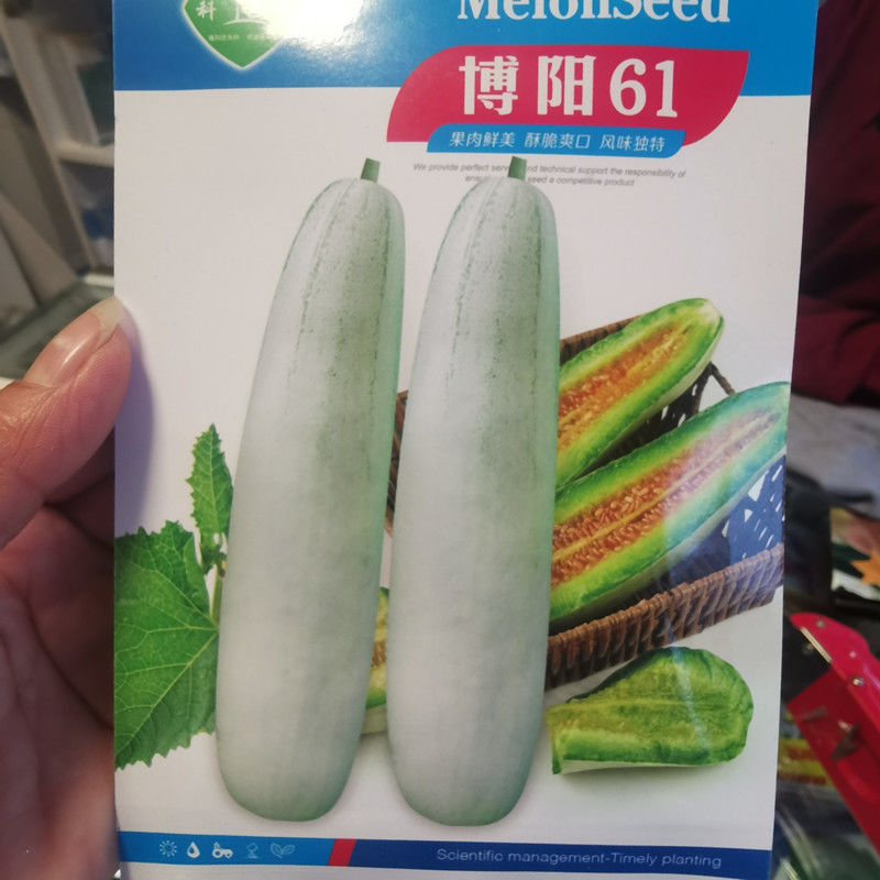 博阳61甜瓜种子羊角脆羊角蜜薄皮甜脆杂交种子春秋种甜瓜