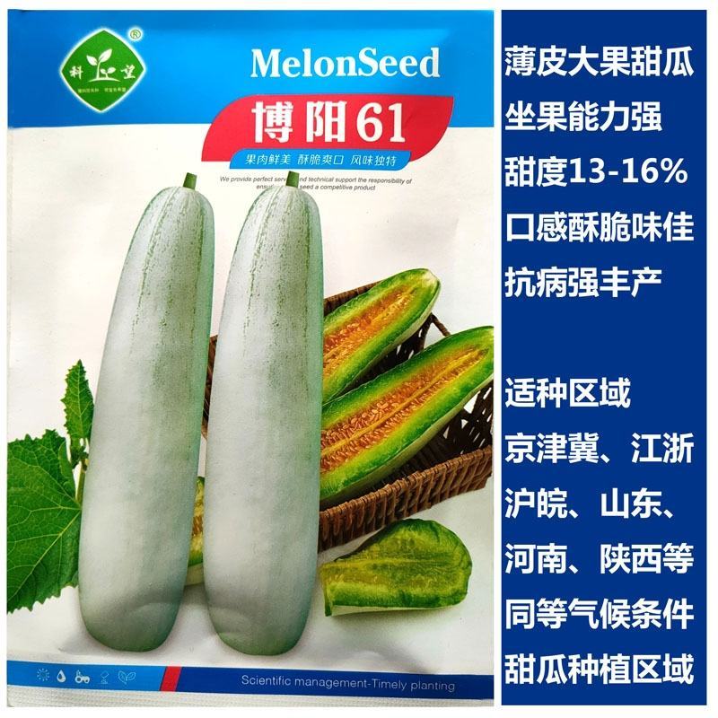 博阳61甜瓜种子羊角脆羊角蜜薄皮甜脆杂交种子春秋种甜瓜