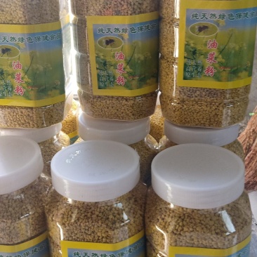 青海油菜花粉，是青海地区一年一季农作物，北方小油菜，基地
