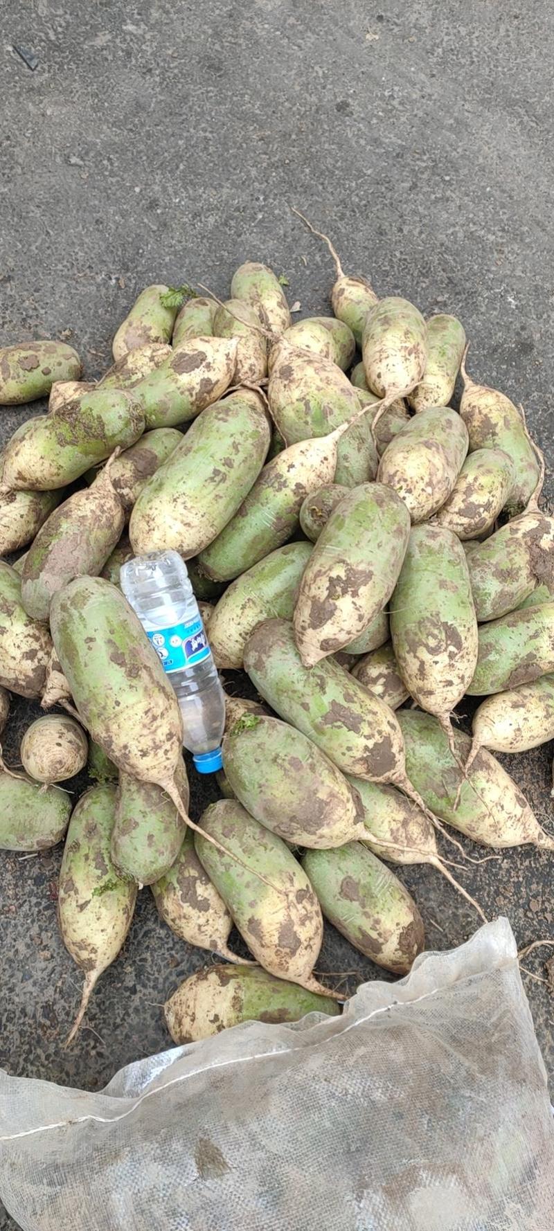 新疆绿源种植农民专业合作社的精品青罗卜胡萝卜恰麻菇