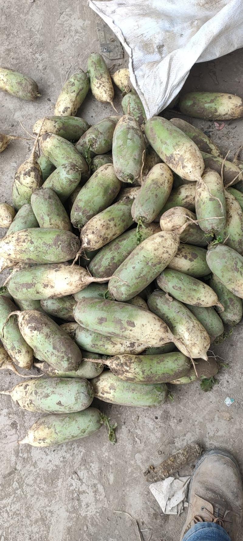新疆绿源种植农民专业合作社的精品青罗卜胡萝卜恰麻菇