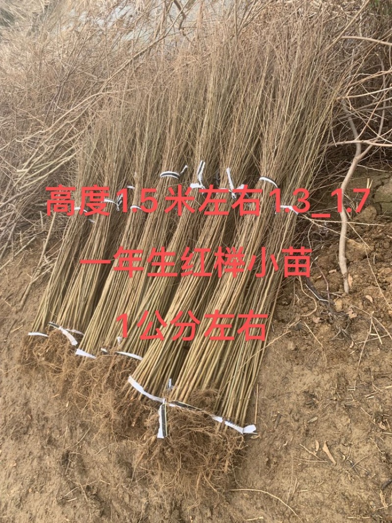 榉树小苗，一年生榉树小苗，红榉苗，自产自销，全国发货