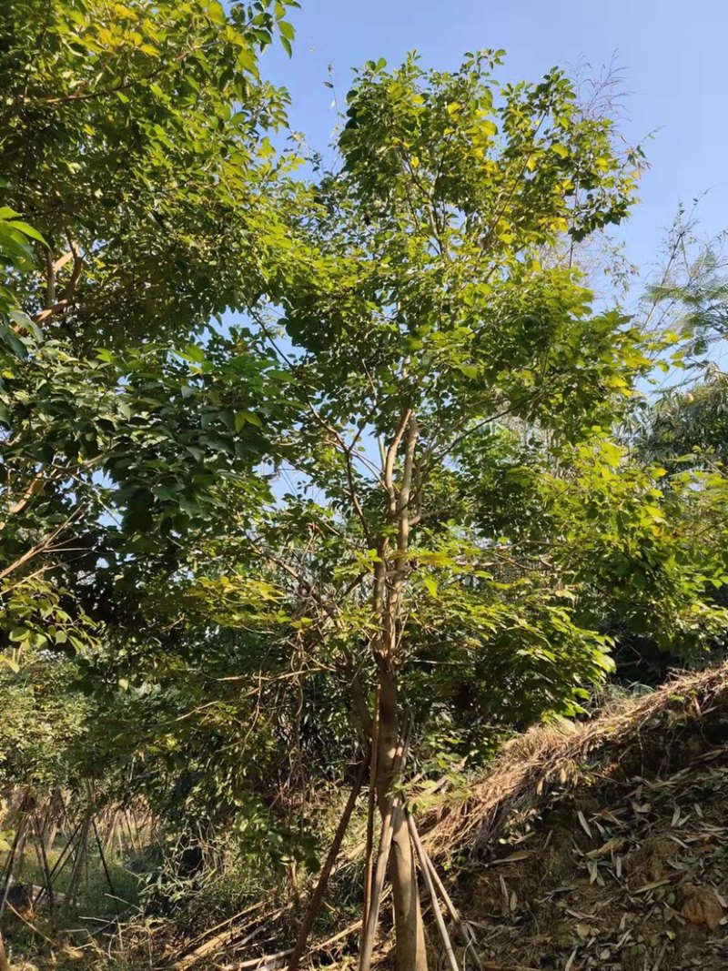风铃木紫花风铃木风铃木种植基地直销批发价格
