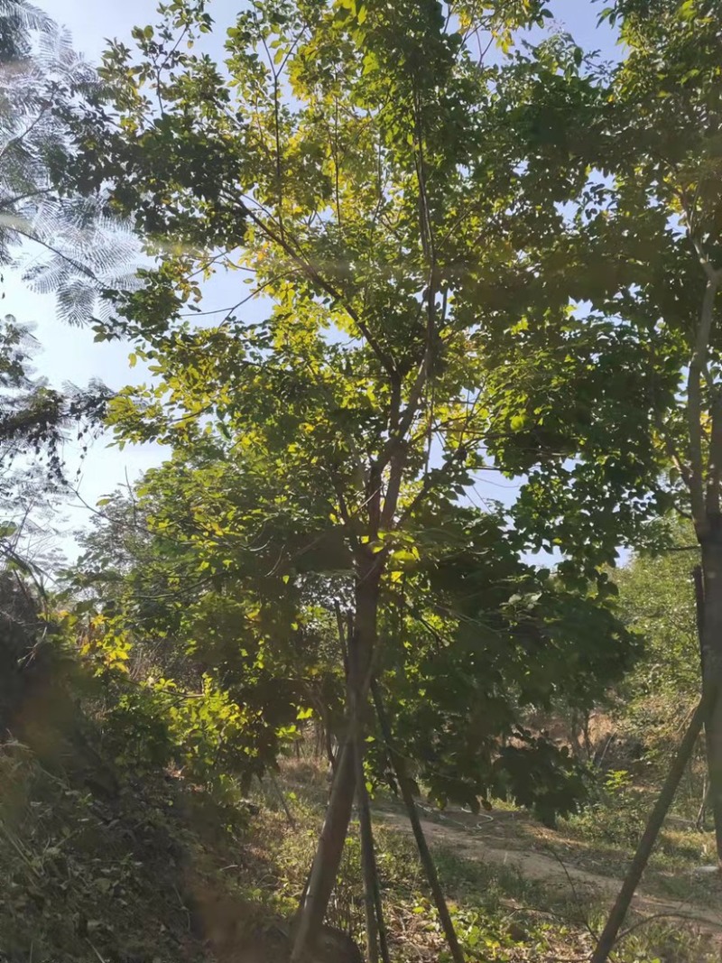 风铃木紫花风铃木风铃木种植基地直销批发价格