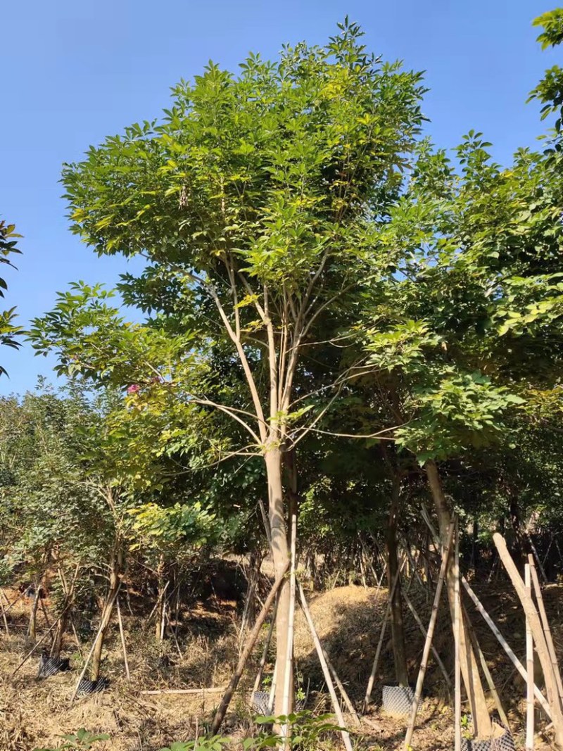 风铃木紫花风铃木风铃木种植基地直销批发价格