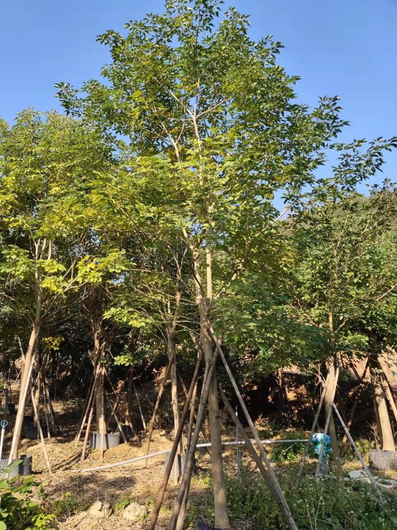 风铃木紫花风铃木风铃木种植基地直销批发价格