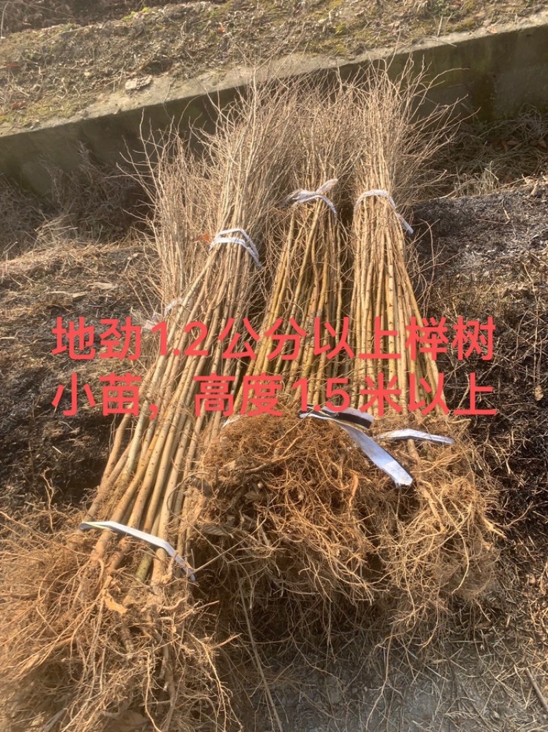 榉树小苗，一年生榉树小苗，红榉苗，自产自销，全国发货