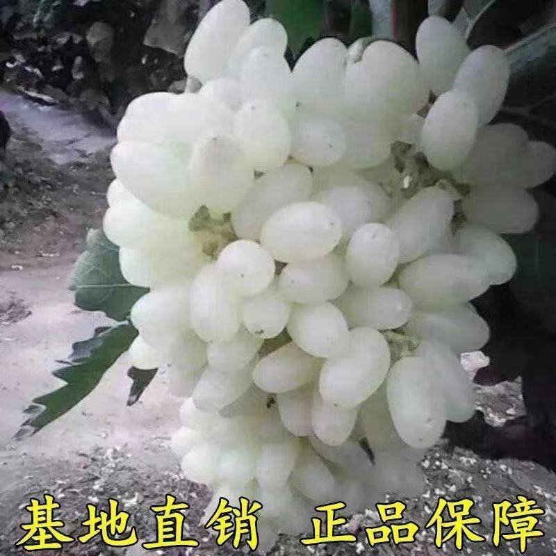 新品种马奶提子无核奶油葡萄白葡萄苗南方北方种植当年结果