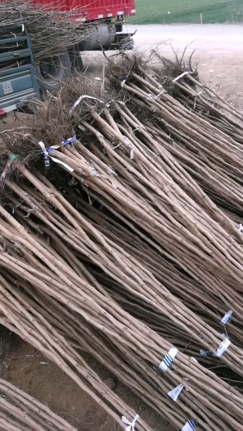 甜柿脆甜柿子苗火罐柿树基地直发南北种植