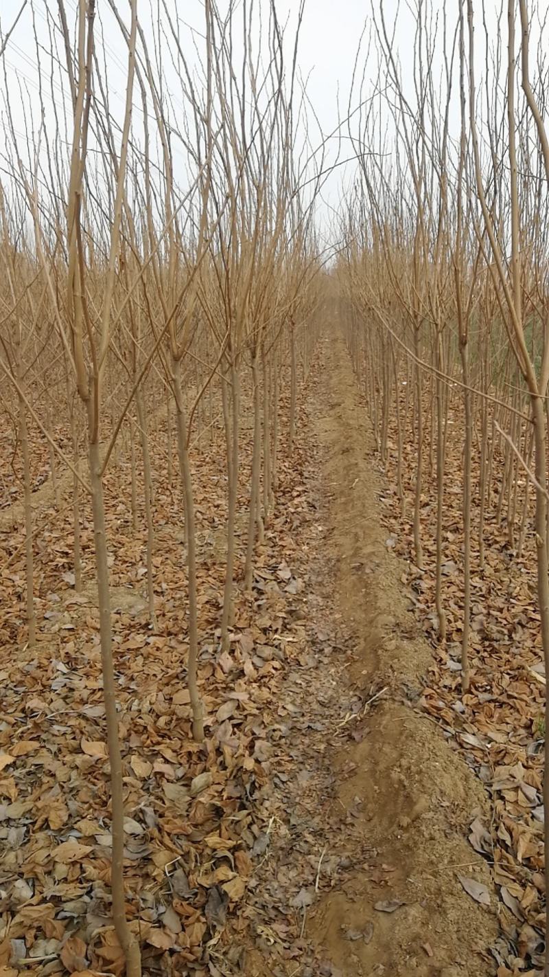 甜柿脆甜柿子苗火罐柿树基地直发南北种植