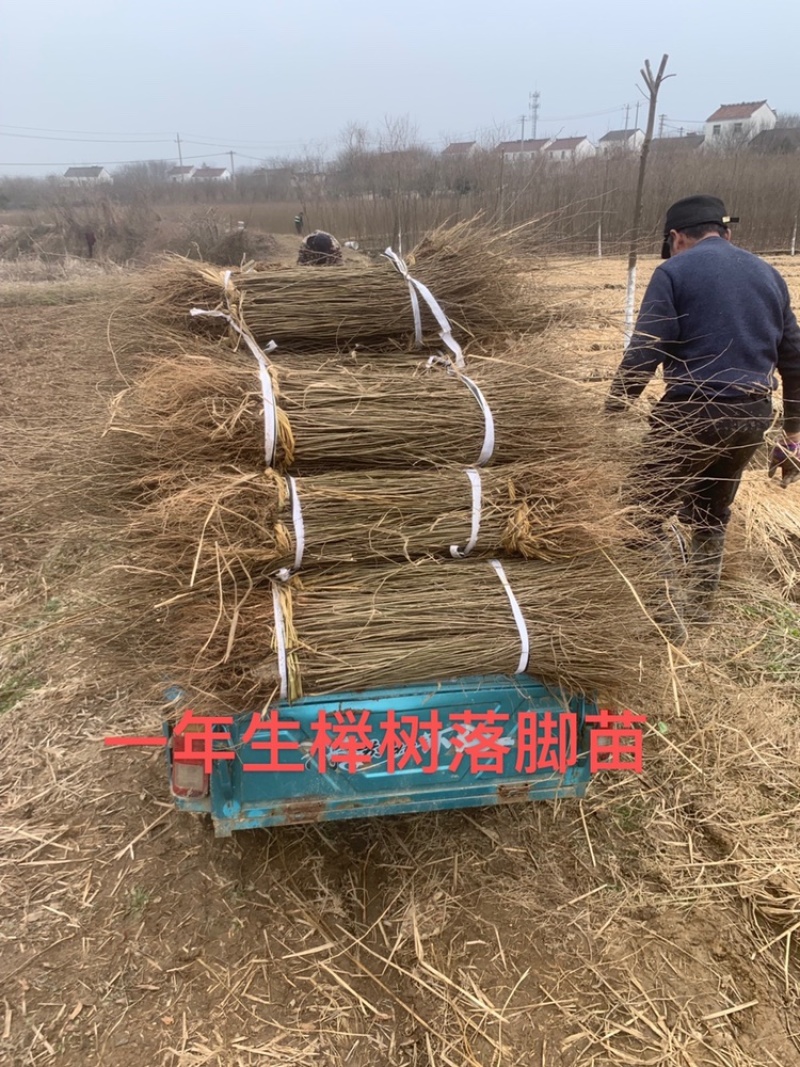 榉树小苗，一年生榉树小苗，红榉苗，自产自销，全国发货